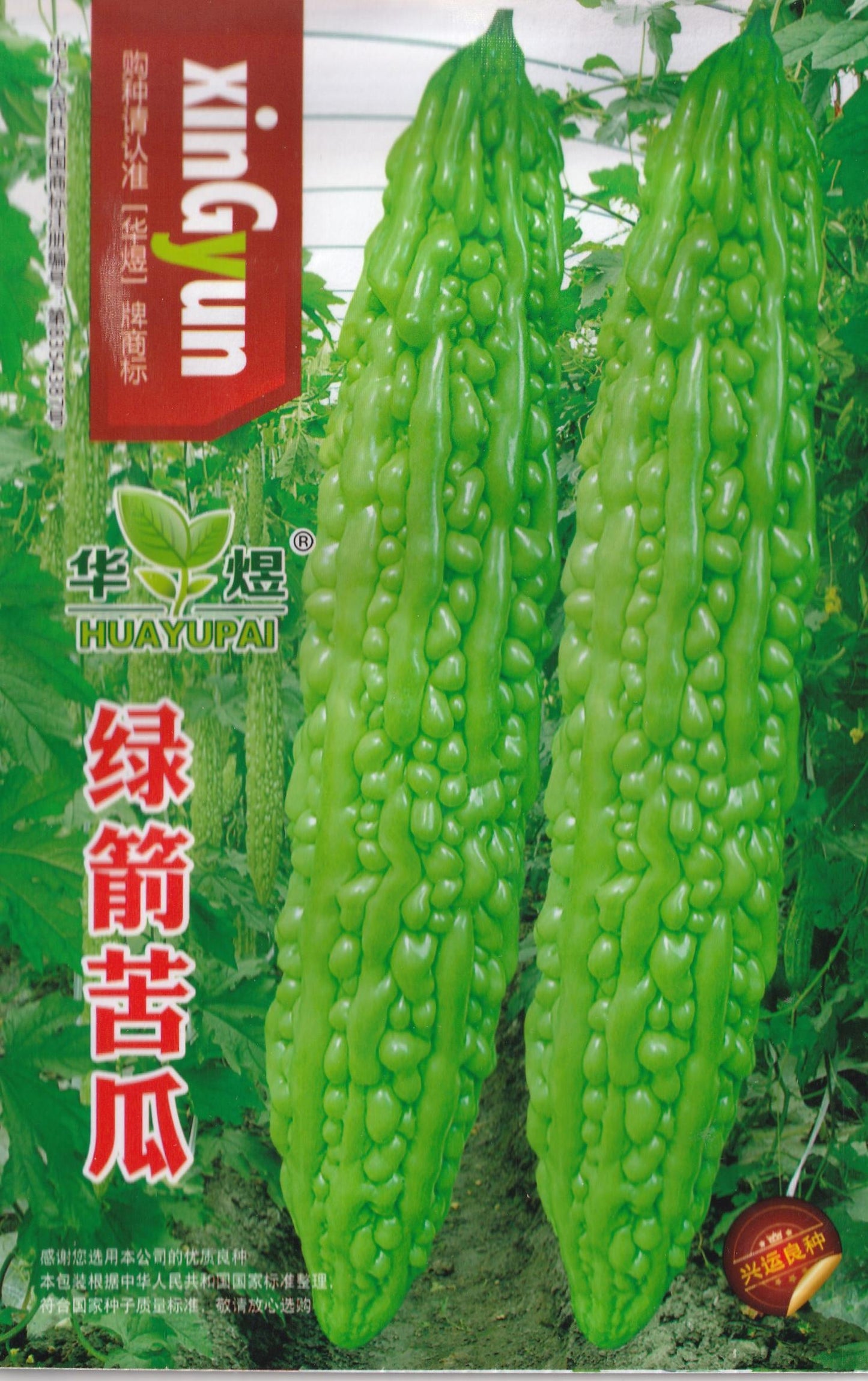 Chinese Bitter Gourd Ampalaya Long Green Variety Seeds ( 10 seeds ) - Basic Farm House
