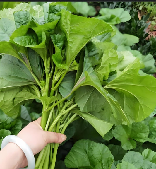 Green Korean Curled Mallow Vegetable Seeds ( 1500 seeds ) - Basic Farm House