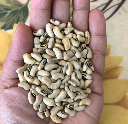Green Long Beans Sitao Vegetable Seeds (40 seeds) - Basic Farm House