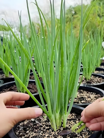 Chinese Small Green Onion Vegetable Seeds ( 1000 seeds ) - Basic Farm House