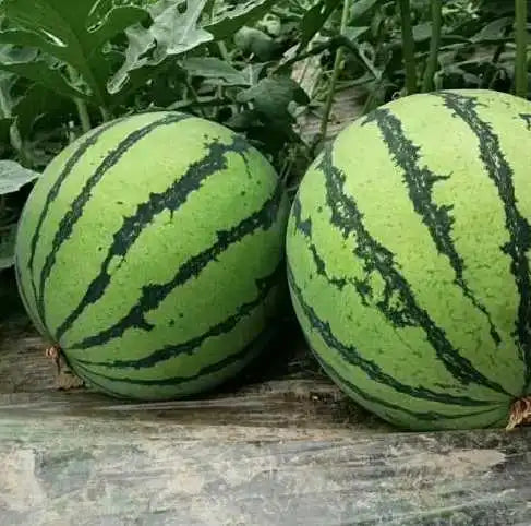Seedless High Sweet Round Watermelon Seeds ( 30 seeds ) - Basic Farm House