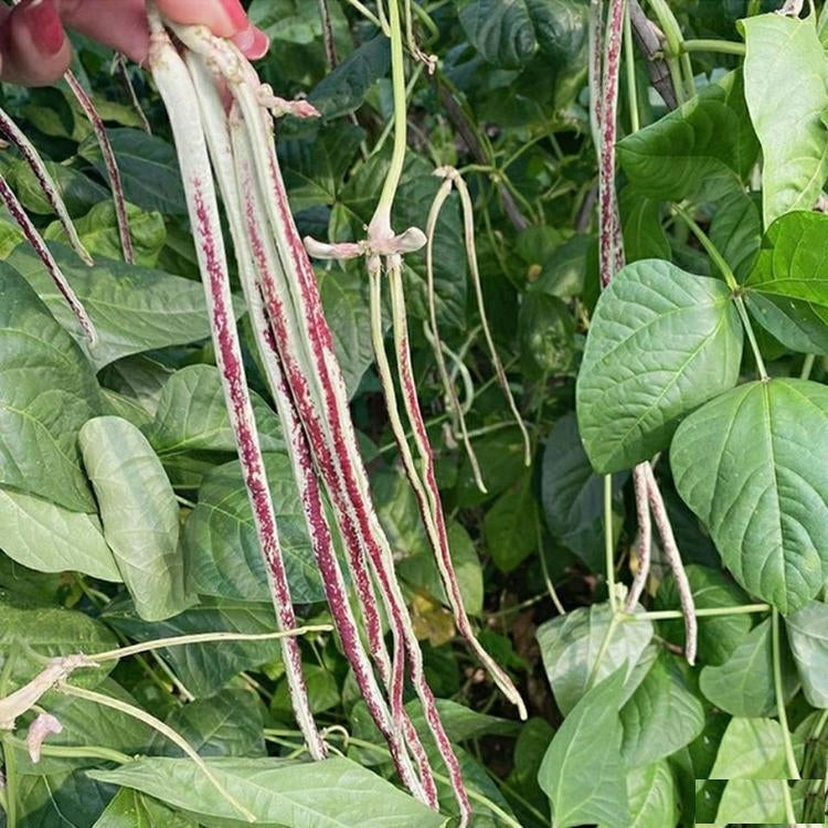 Hybrid Leopard Cowpea Long Beans Sitao Vegetable Seeds ( 50 seeds ) - Basic Farm House