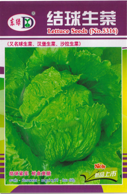 Chinese Iceberg Lettuce / Crispy Lettuce Variety Vegetable Seeds (300 seeds) - Basic Farm House