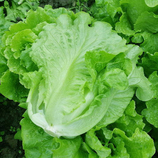 Premium Quality Pack Italian Green Lettuce Vegetable Seeds ( 3000 seeds ) - Basic Farm House