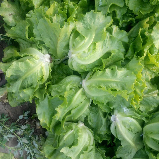 Super Premium Pack Italian Lettuce Variety Salad Vegetable Seeds ( 5000 seeds ) - Basic Farm House