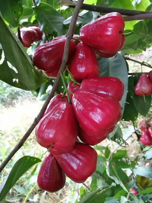 Java Apple Fruit Vegetable Seeds ( 80 seeds ) - Basic Farm House
