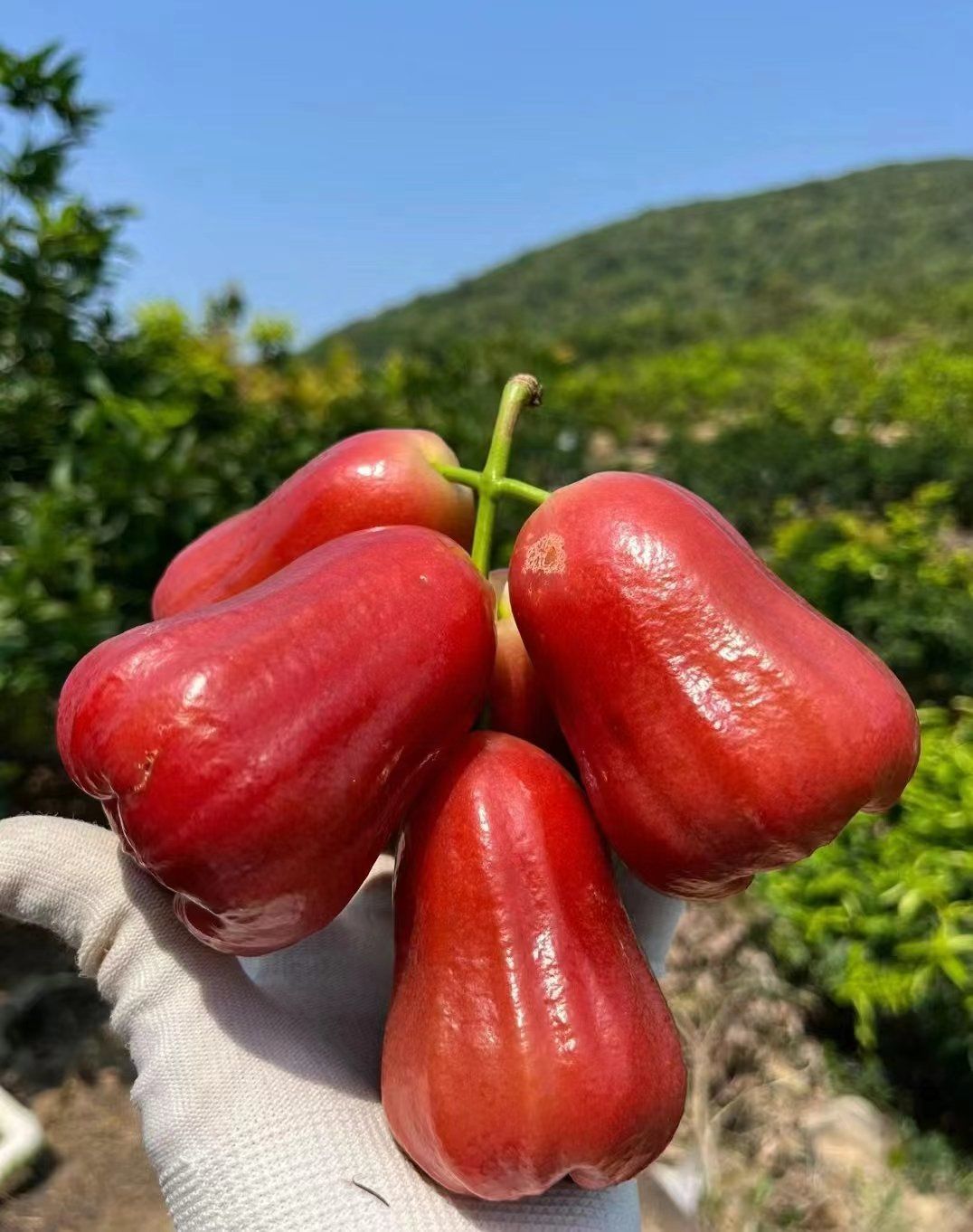 Java Apple Fruit Vegetable Seeds ( 80 seeds ) - Basic Farm House