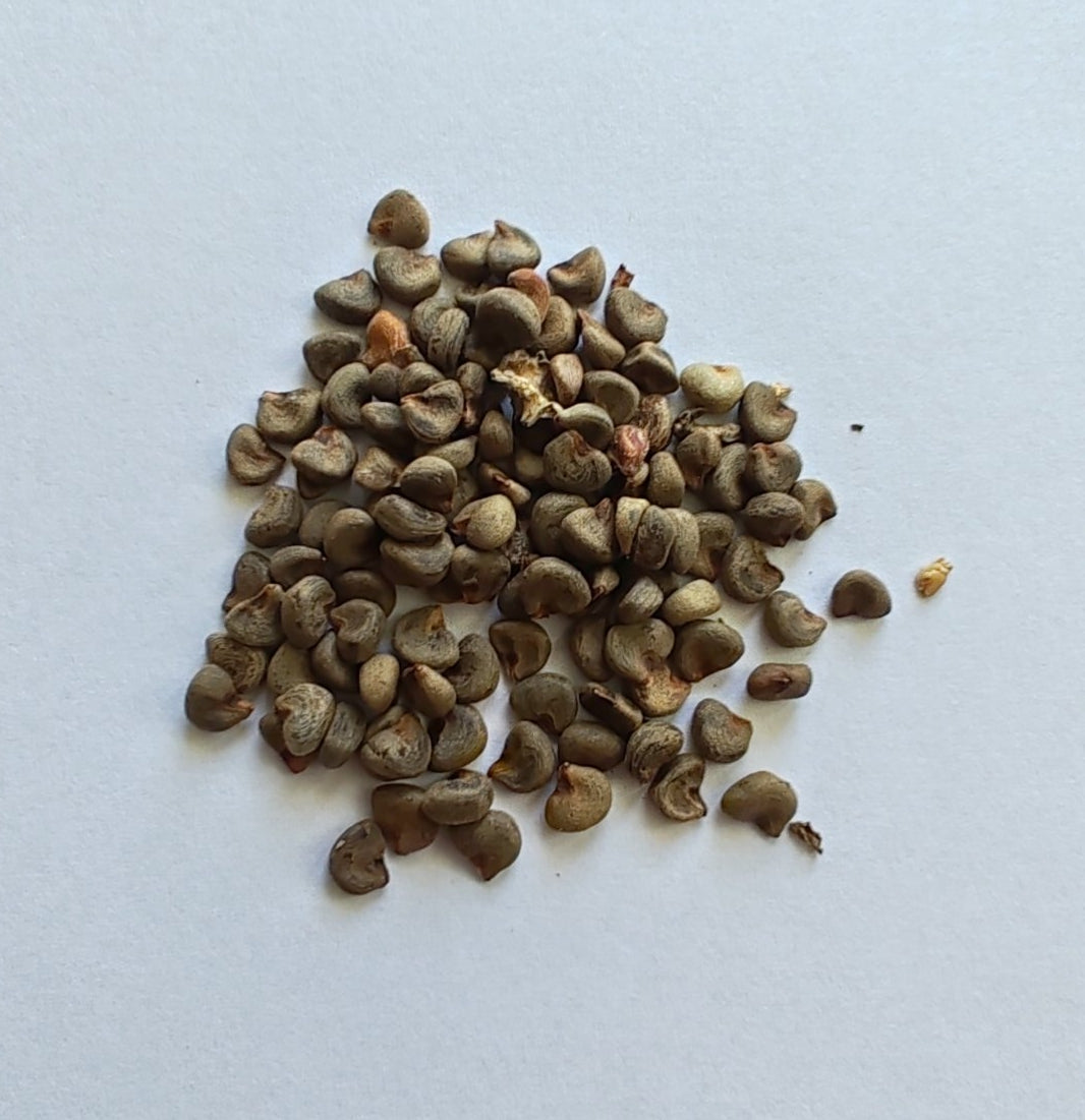 Java Apple Fruit Vegetable Seeds ( 80 seeds ) - Basic Farm House