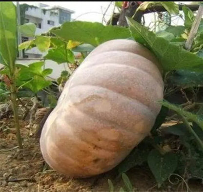 Kalabasa Pumpkin Vegetable Seeds ( 20 seeds ) - Basic Farm House