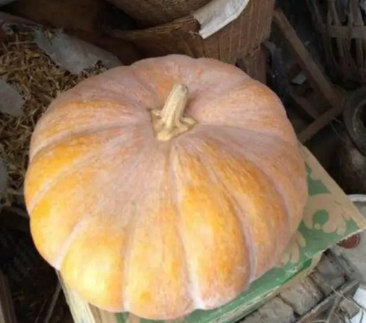 Kalabasa Pumpkin Vegetable Seeds ( 20 seeds ) - Basic Farm House