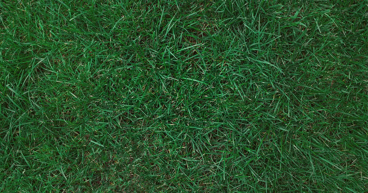 NEW Kentucky Blue Grass Seeds 500grams  ( 350,000 seeds ) - Basic Farm House