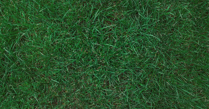 NEW Kentucky Blue Grass Seeds 500grams  ( 350,000 seeds ) - Basic Farm House