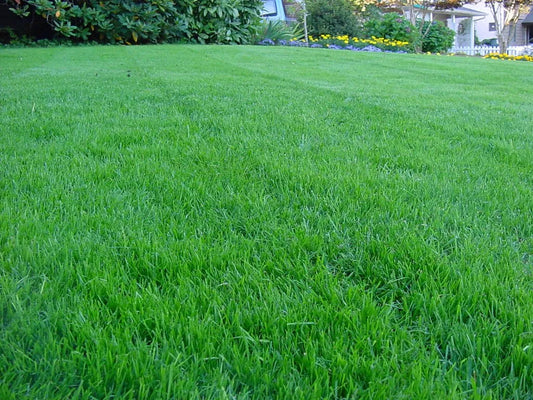 TRIAL PACK Kentucky Bluegrass Lawn Grass Seeds 40grams  ( 30,000 seeds ) - Basic Farm House