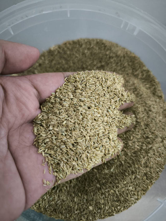 NEW Kentucky Blue Grass Seeds 500grams  ( 350,000 seeds ) - Basic Farm House