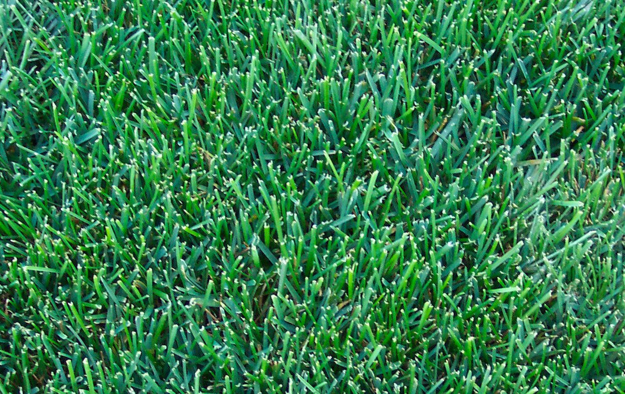 NEW Kentucky Blue Grass Seeds 500grams  ( 350,000 seeds ) - Basic Farm House