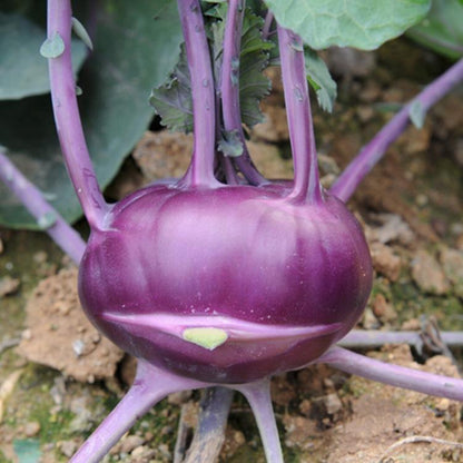 Kohlrabi Vegetable Seeds ( 500 seeds ) - Basic Farm House