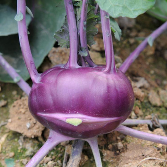Kohlrabi Vegetable Seeds ( 500 seeds ) - Basic Farm House