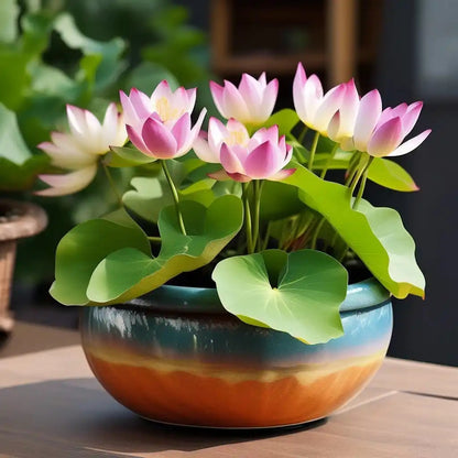 Lotus Flower Seeds  ( 10 seeds ) - Basic Farm House