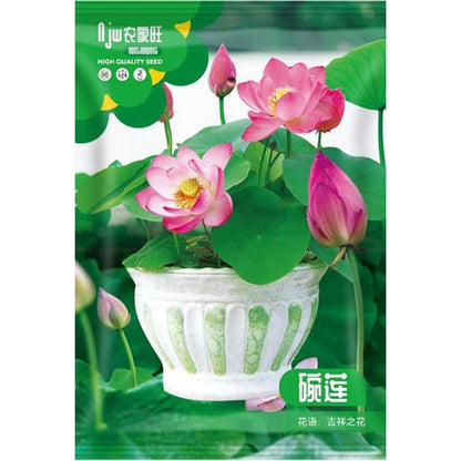 Lotus Flower Seeds  ( 10 seeds ) - Basic Farm House