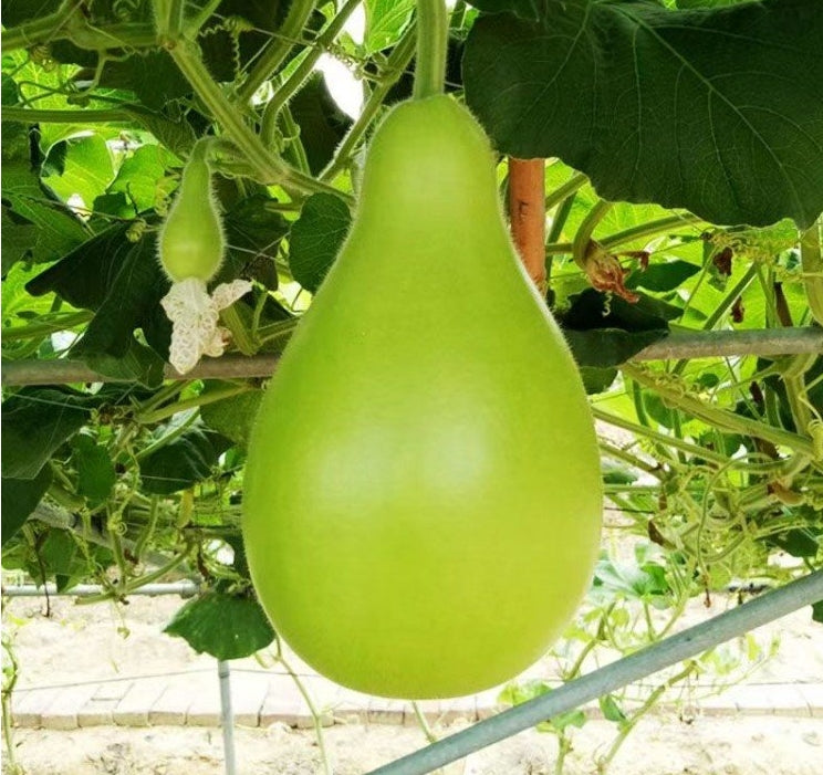 Chinese Bottle Oval Calabash Sponge Gourd UPO Vegetable Seeds ( 10 seeds ) - Basic Farm House