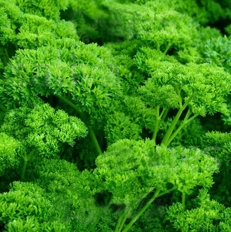 French Parsley Vegetable Seeds (1000 Seeds) – High-Yield, Fresh Herb Gardening | Basic Farm House