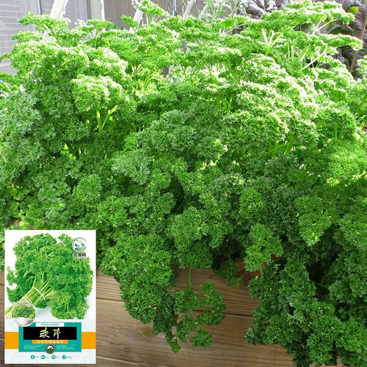 French Parsley Vegetable Seeds (1000 Seeds) – High-Yield, Fresh Herb Gardening | Basic Farm House