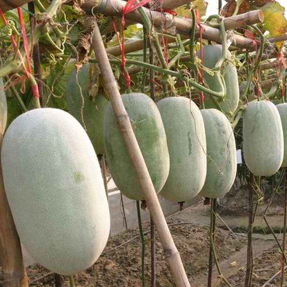 Pink Winter Melon Seeds 30pcs High Germination | Easy to Grow Healthy Winter Melon Vegetable Seeds