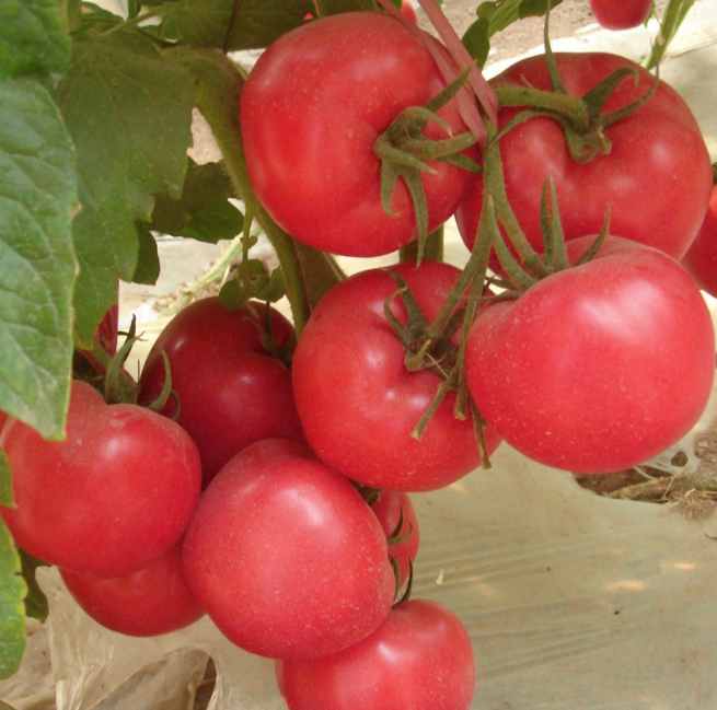 BIG American Pink Crown 802 Red Tomato Vegetable Seeds (200 seeds) - Basic Farm House