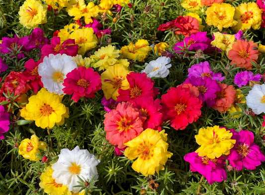 Rainbow Portulaca Grandiflora Flower Seeds  ( 2000 seeds ) - Basic Farm House