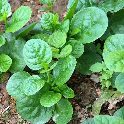Premium Pack Chinese Big Green Leaf Alugbati Malabar Spinach Vegetable Seeds ( 180 seeds ) - Basic Farm House
