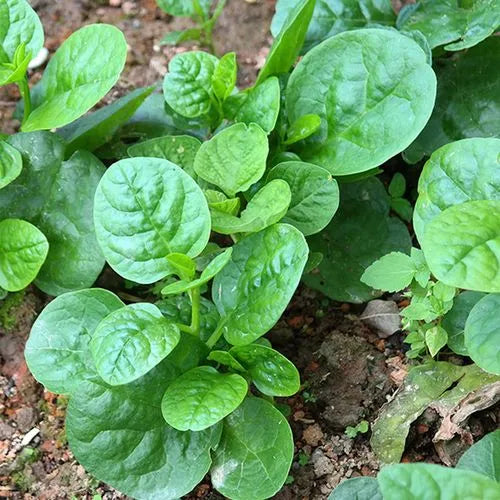 Premium Pack Chinese Big Green Leaf Alugbati Malabar Spinach Vegetable Seeds ( 180 seeds ) - Basic Farm House