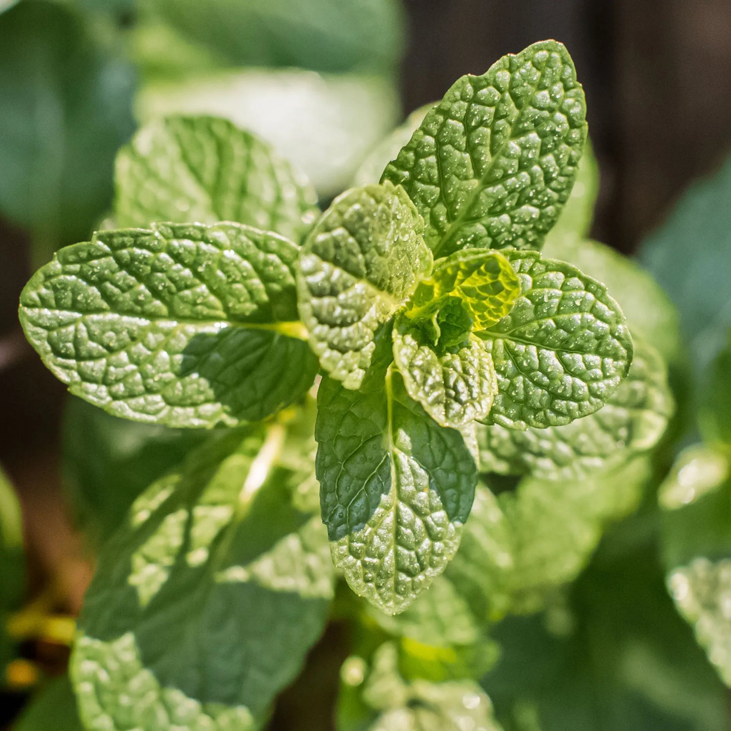 Premium Pack Natural Mint Herb Seeds ( 900 seeds ) - Basic Farm House