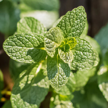 Premium Pack Natural Mint Herb Seeds ( 900 seeds ) - Basic Farm House