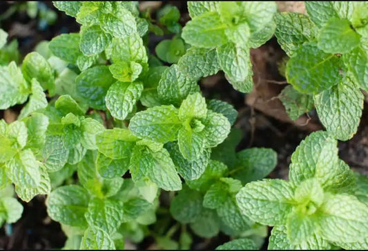Premium Pack Natural Mint Herb Seeds ( 900 seeds ) - Basic Farm House