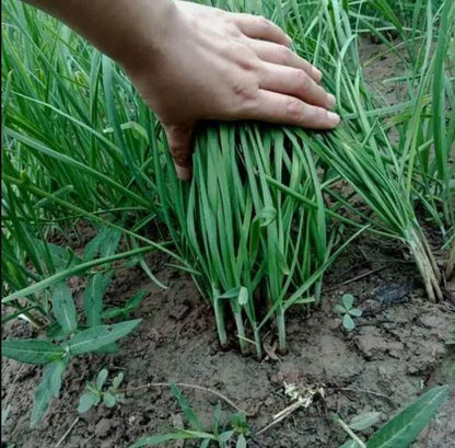 Chinese Purple Stem Chives Kuchay Vegetable Seeds (1200 seeds) - Basic Farm House
