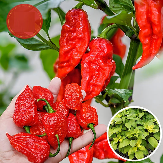 Premium Pack Red Indian Devil Pepper Seeds ( 50 Seeds ) - Basic Farm House