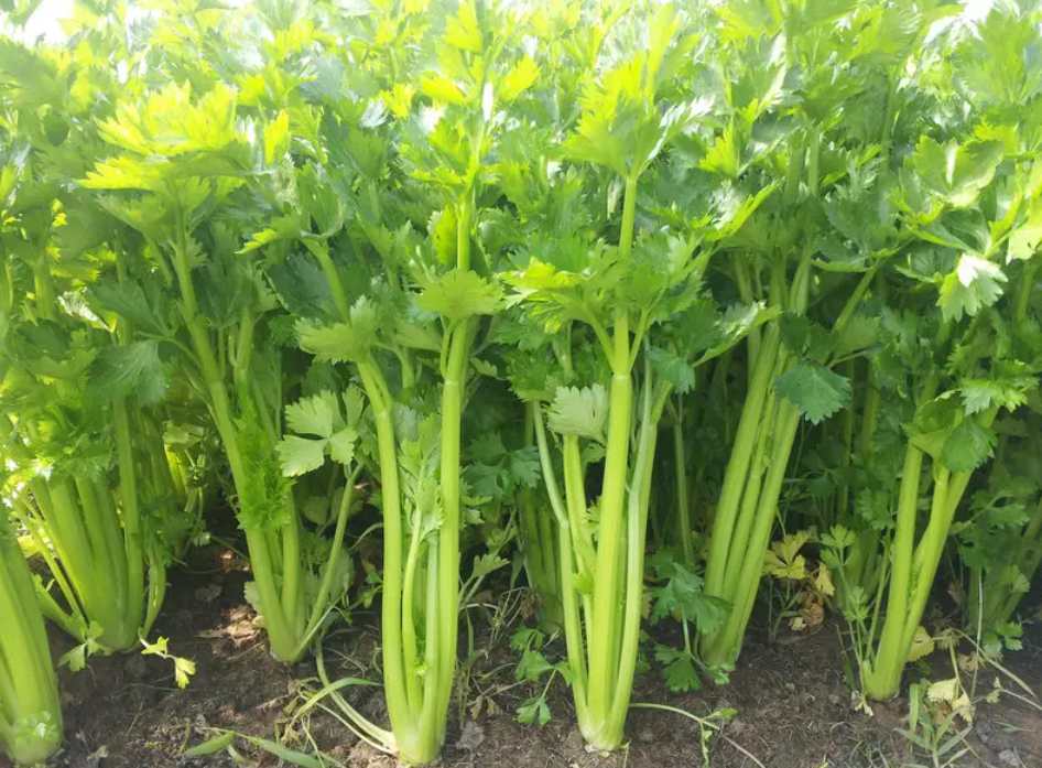 Small Leaf Celery Vegetable Seeds (3000 seeds) - Basic Farm House