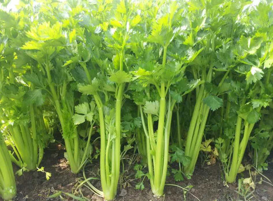 Small Leaf Celery Vegetable Seeds (3000 seeds) - Basic Farm House