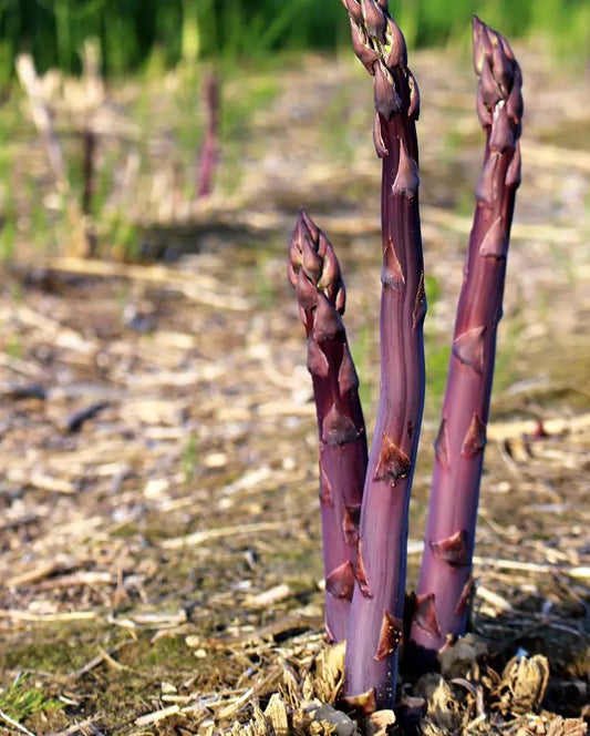 Purple Sweet Asparagus Vegetable Seeds ( 50 seeds ) - Basic Farm House
