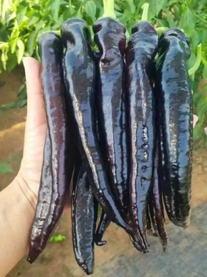 Purple Shiny Beauty Cow Pepper Chili Vegetable Seeds ( 150 seeds ) - Basic Farm House