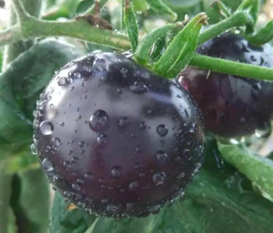 Purple Black Big Tomato Vegetable Seeds ( 100 seeds ) - Basic Farm House