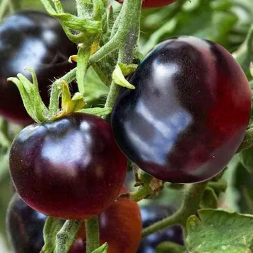 Purple Black Big Tomato Vegetable Seeds ( 100 seeds ) - Basic Farm House