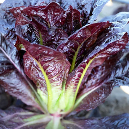 Purple Great Romaine Leaf Lettuce Salad Vegetable Seeds ( 1000 seeds ) - Basic Farm House