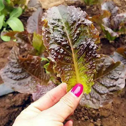 Purple Great Romaine Leaf Lettuce Salad Vegetable Seeds ( 1000 seeds ) - Basic Farm House