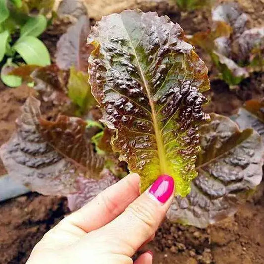 Purple Great Romaine Leaf Lettuce Salad Vegetable Seeds ( 1000 seeds ) - Basic Farm House