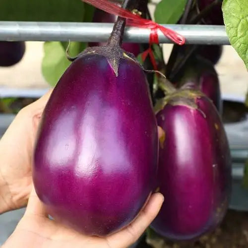 Purple Oval  Eggplant Vegetable Seeds ( 100 seeds ) - Basic Farm House