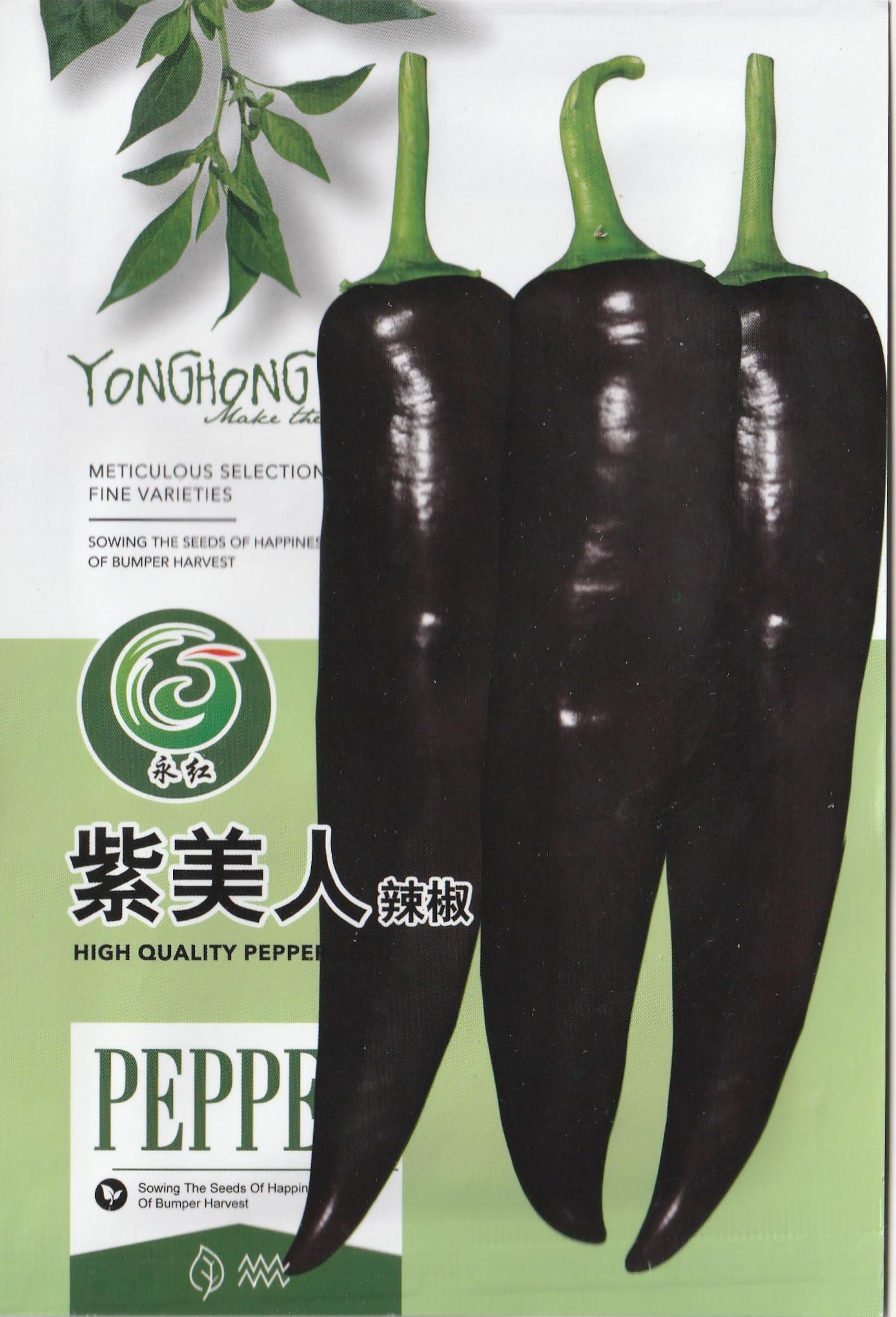 Purple Shiny Beauty Cow Pepper Chili Vegetable Seeds ( 150 seeds ) - Basic Farm House
