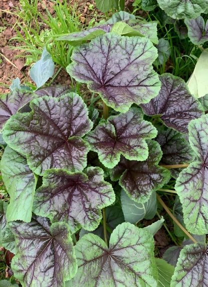 Purple Green Korean Curled Mallow Vegetable Seeds ( 500 seeds ) - Basic Farm House