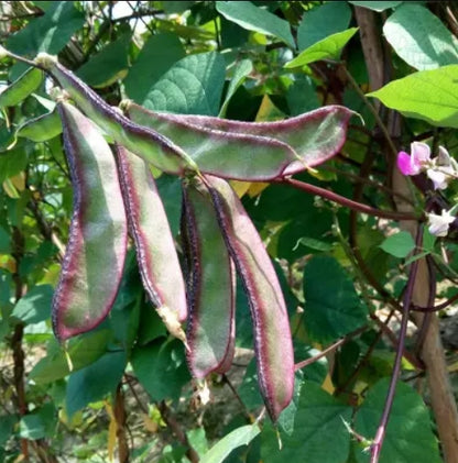 Hyacinth Purple Green Bataw Bitsuwelas Bean Vegetable Seeds (10 seeds) - Basic Farm House