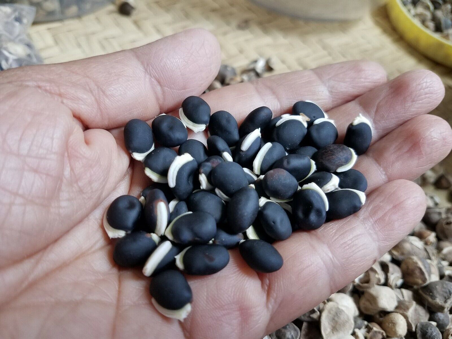 Hyacinth Purple Green Bataw Bitsuwelas Bean Vegetable Seeds (10 seeds) - Basic Farm House